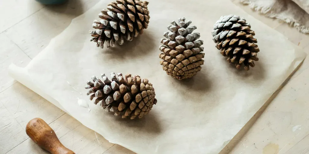 Pine cones dipped in white wax so the tips look frosted, drying on parchment